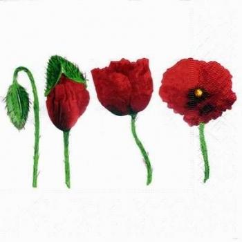 028 Anemonen, Mohn - 3-lagig (weiß)